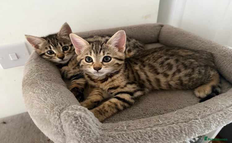 Bengal cats - Advert 15