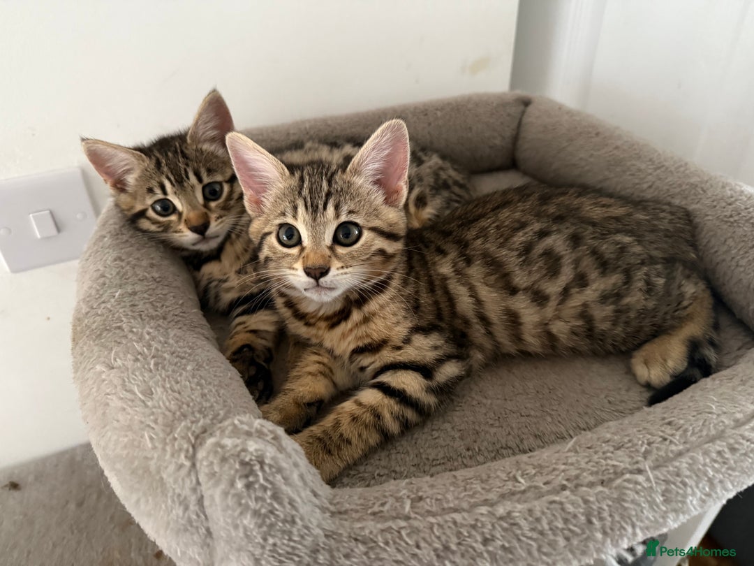 Bengal cats for sale: For sale Two Half Bengal kittens 🐈‍⬛ 🐾 - Image 1