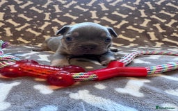 French Bulldog dogs for sale: Adorable French bulldog puppies!!🐶  - Image 4