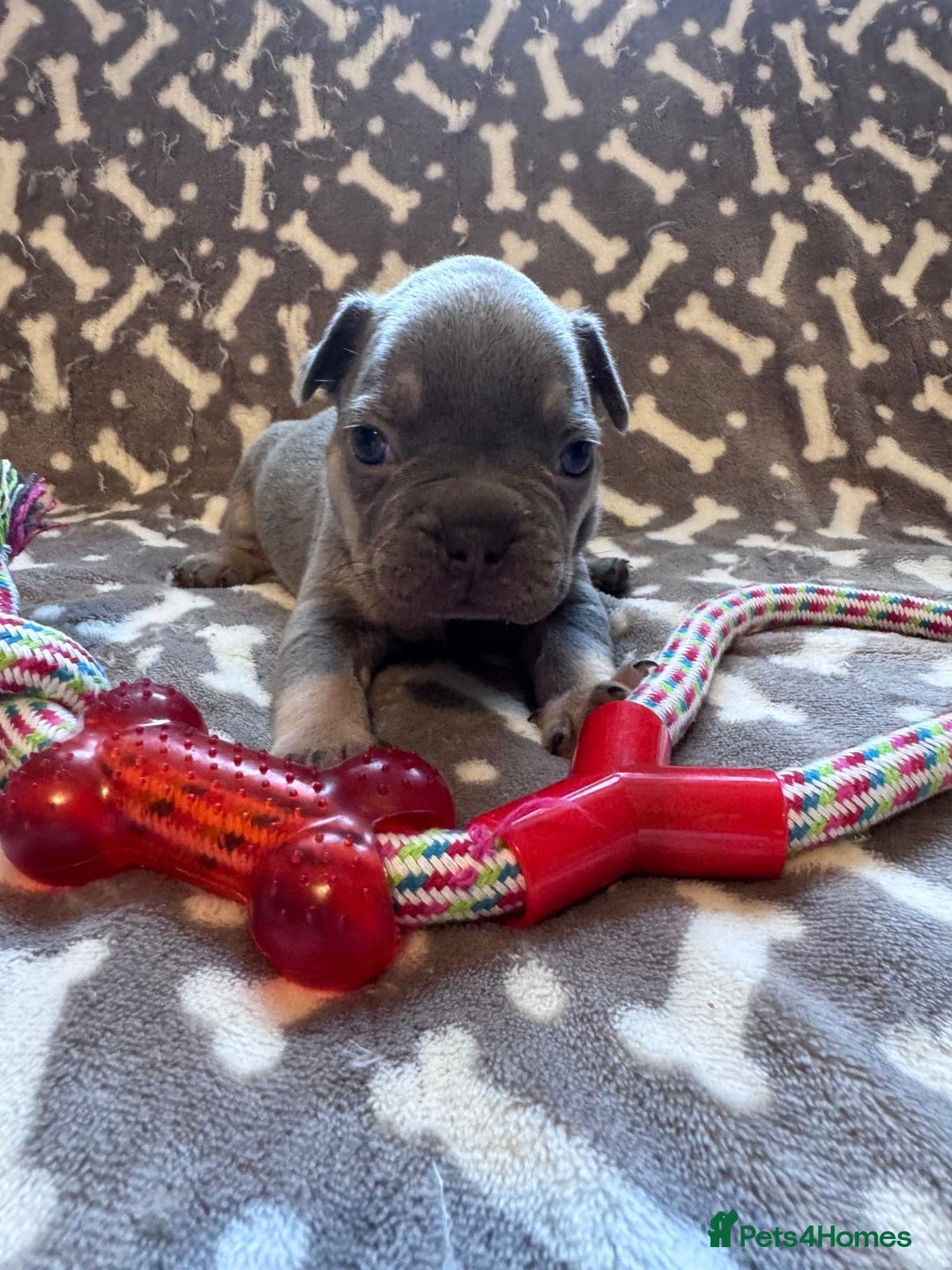 French Bulldog dogs for sale: Adorable French bulldog puppies!!🐶  - Image 4
