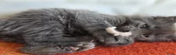 Maine Coon cats for sale: TICA REGISTERED GORGEOUS MAINE COONKITTENS - Advert 6
