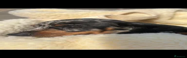 Miniature Dachshund 3