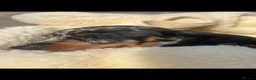 Miniature Dachshund dogs for sale: Miniature dachshunds  - Advert 13