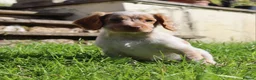 Cocker Spaniel dogs for sale: Kc registered working cockers  - Advert 24