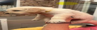 Golden Retriever 2