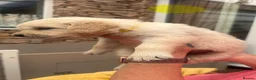 Golden Retriever dogs for sale: Stunning Golden Retriever Puppies  - Advert 14