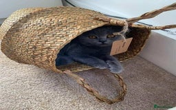 British Shorthair cats for sale: British Shorthair Kitten 4 - Image 12