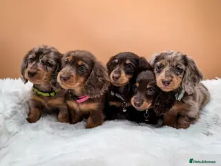 Miniature Dachshund dogs Long haired miniature dachshund puppies - Advert 14