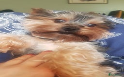 Yorkshire Terrier dogs for stud: Stud available- Miniature Yorkshire Terrier - Image 4