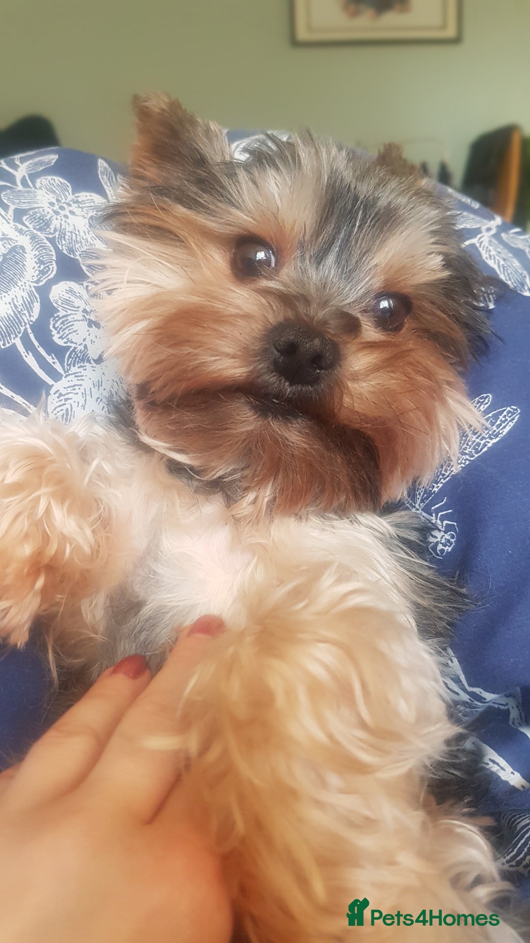 Yorkshire Terrier dogs for stud: Stud available- Miniature Yorkshire Terrier - Image 4