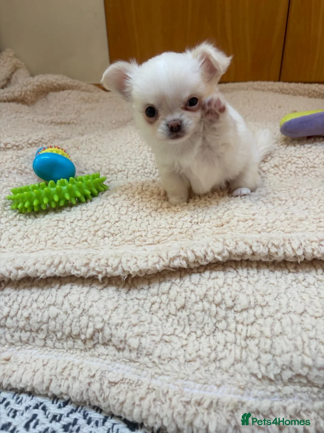 Chihuahua dogs for sale: Beautiful Chihuahua Boys 🐾 - Advert 1