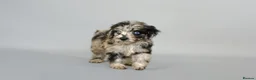 Cavapoo dogs for sale: Cavapoo puppies for sale  - Advert 15