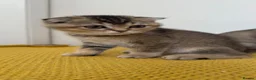 Scottish Fold cats for sale: Scottish Fold X British Shorthair Kittens - Advert 10