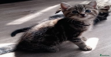 Mixed Breed cats - Advert 10