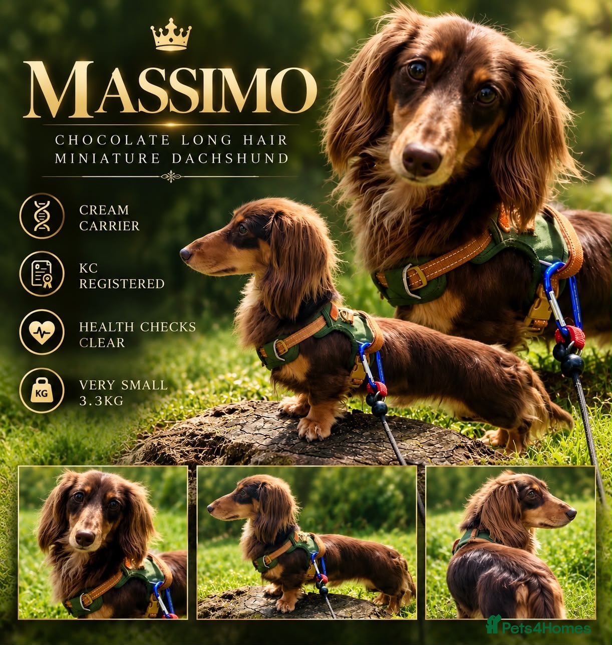 Miniature Dachshund dogs Long haired Kaneishan daschund stud  - Advert 1