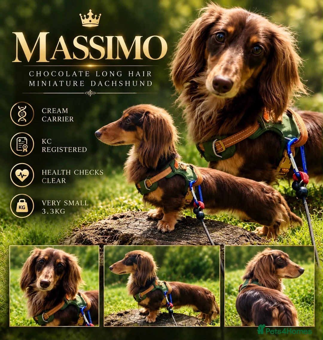 Miniature Dachshund dogs for stud: Long haired Kaneishan daschund stud  - Advert 1