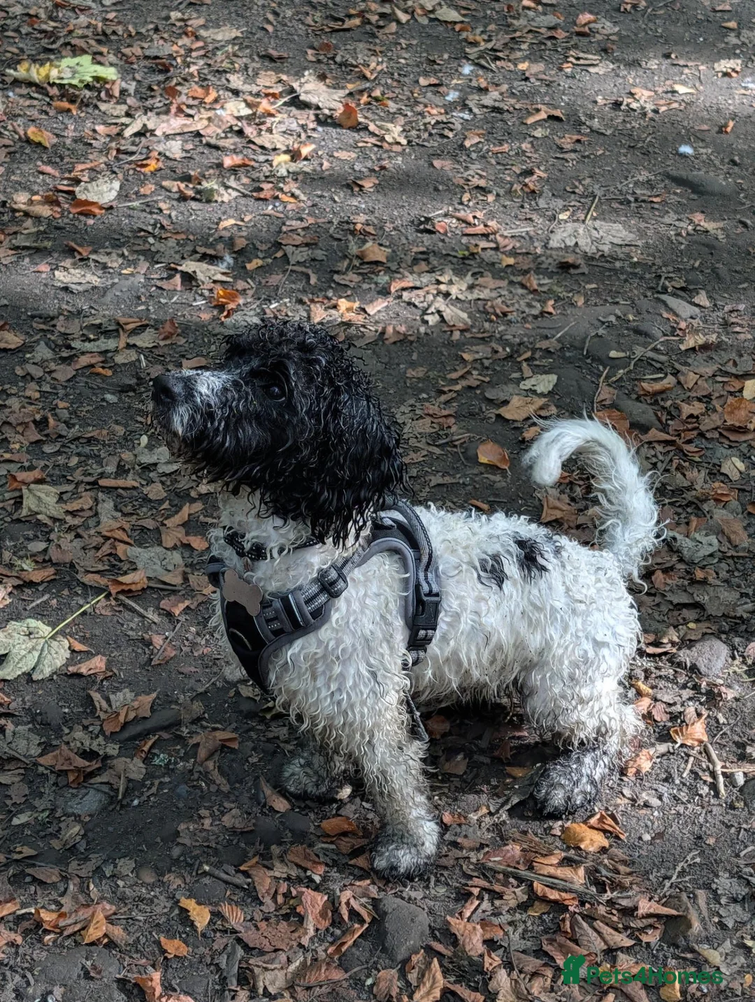 Mixed Breed dogs for sale: Beautiful small cockerpoo in Sheffield - Advert 2