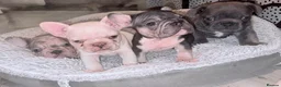 French Bulldog dogs for sale: Beautiful well loved babies  - Advert 3
