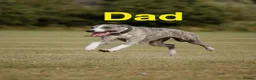Whippet dogs for sale: Beautiful litter of 6 puppies - 4 girls and 2 boys in Derby - Advert 9