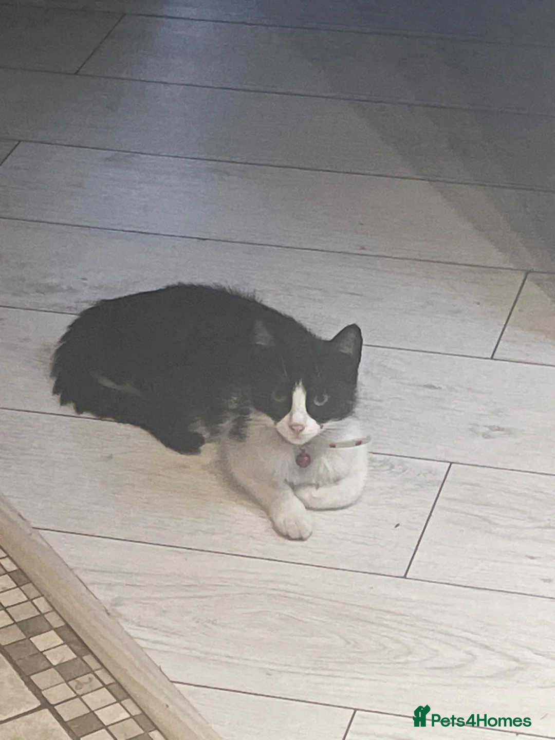 Mixed Breed cats for sale: Kittens ready to go on 15 /07 in Crewe - Advert 1