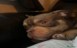 American Bully dogs for sale: Micro bully female 12 months - Image 7