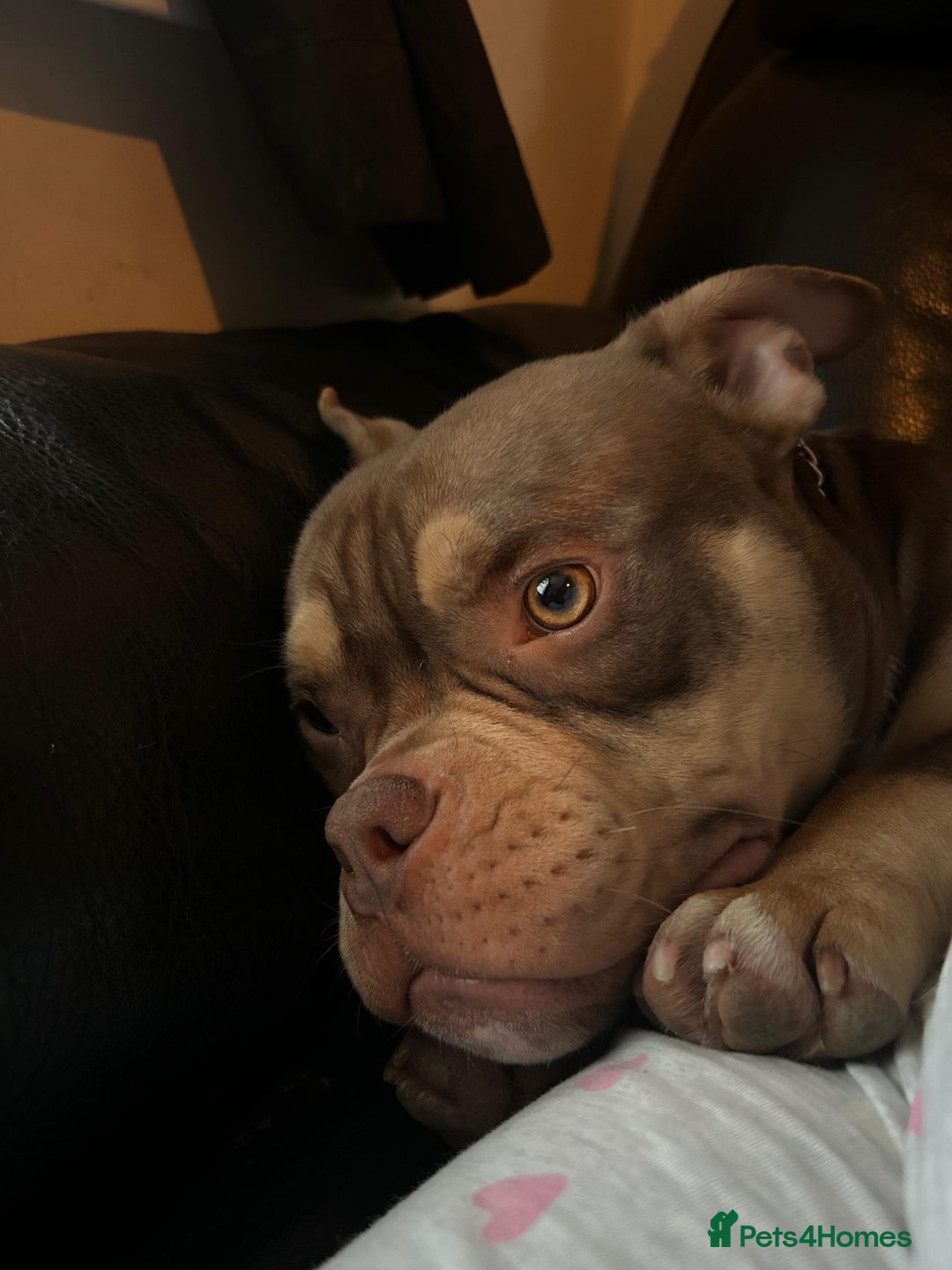 American Bully dogs for sale: Micro bully female 12 months - Image 7