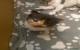Mixed Breed cats for sale: Gorgeous Maine coon X blue kittens - Image 7