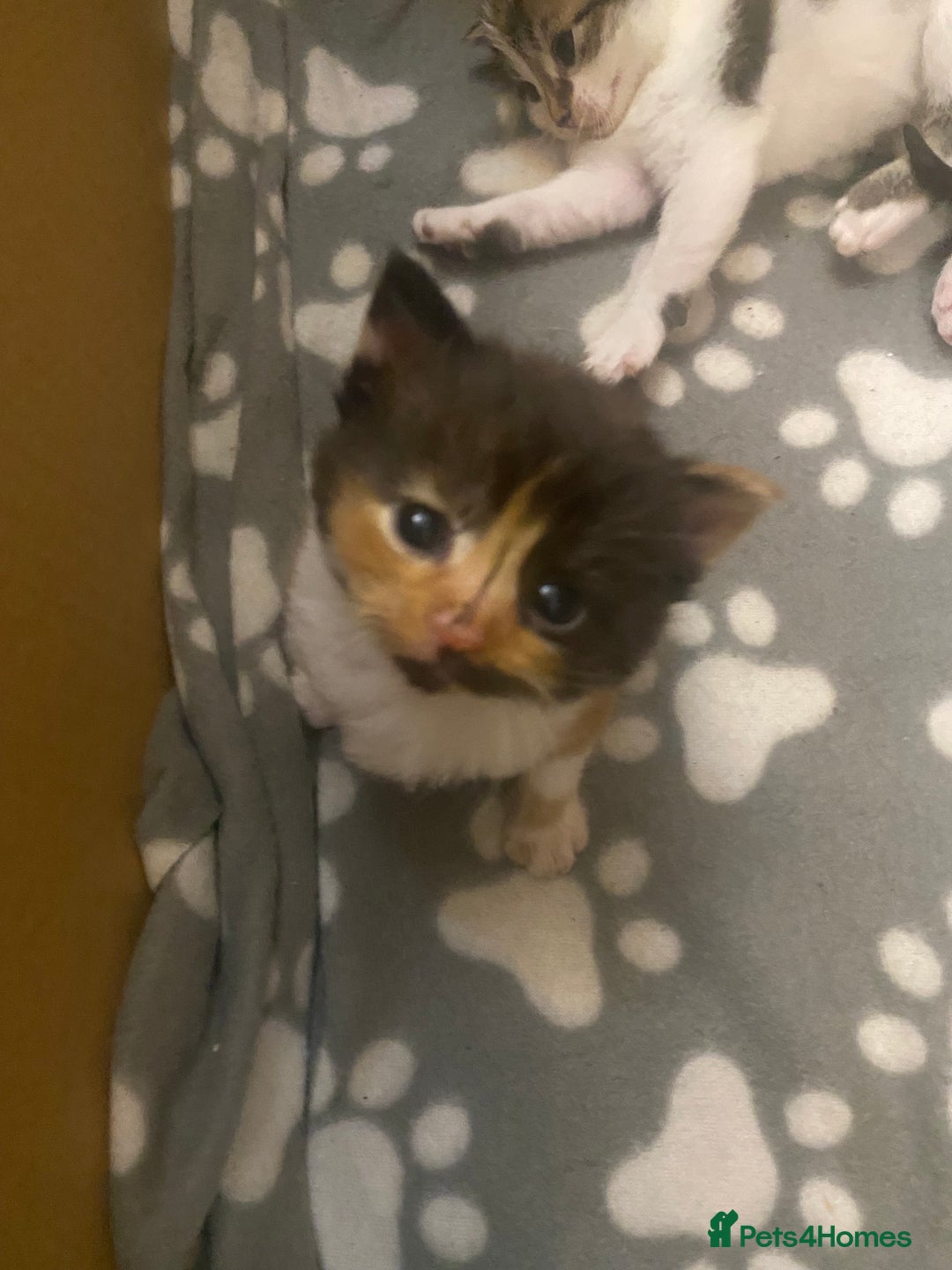 Mixed Breed cats for sale: Gorgeous Maine coon X blue kittens - Image 7