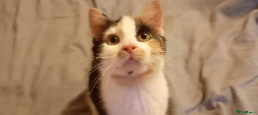 Mixed Breed cats for sale: 5 black and white kittens  - Advert 2