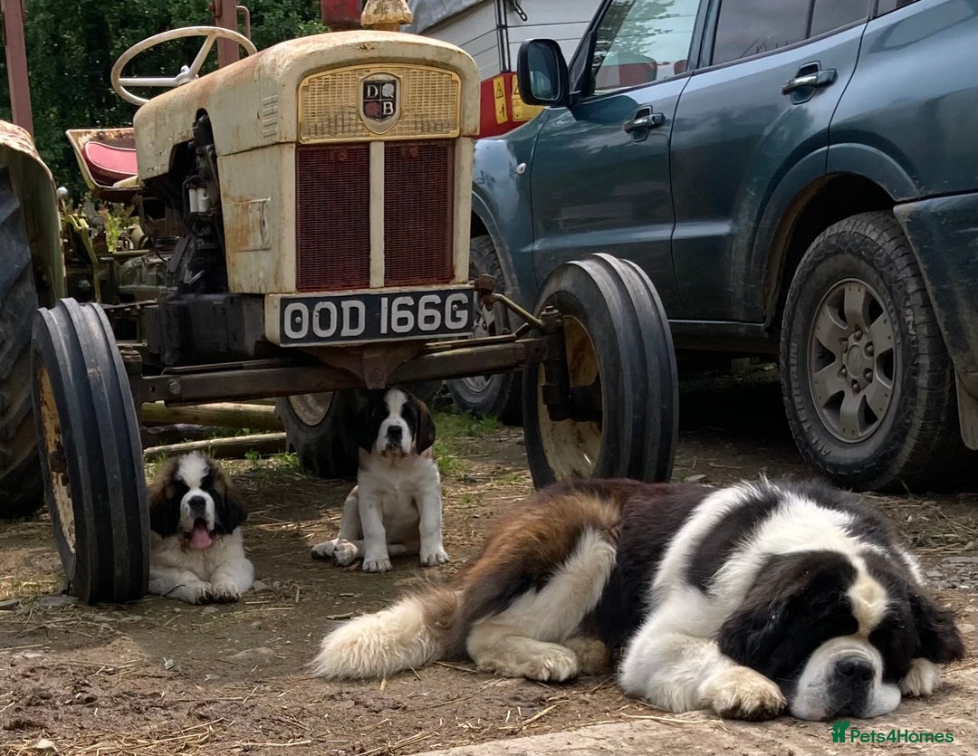 Saint Bernard dogs for sale: Saint pups from HIP & ELBOW tested parents  - Advert 5