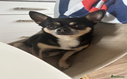 Chihuahua dogs for stud: For Stud  - Image 5