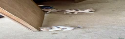 Mixed Breed cats for sale: Rare coloured kittens - Advert 4