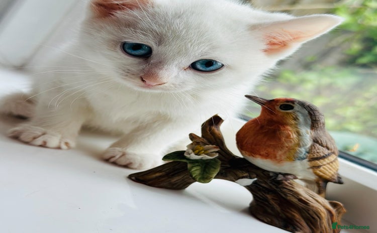 Turkish Angora cats - Advert 3