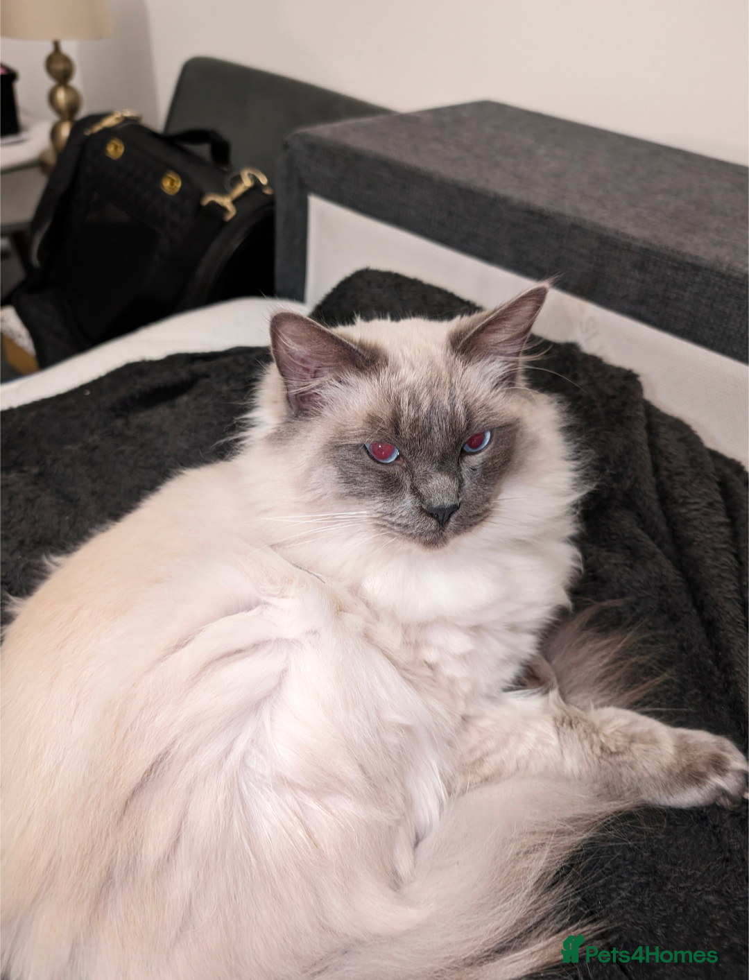 Ragdoll cats Handsome Ragdoll Stud  Blue Eyes, Gentle Heart 💙 - Advert 1