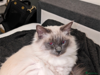 Ragdoll cats for stud: Handsome Ragdoll Stud Blue Eyes, Gentle Heart 💙 - Advert 1