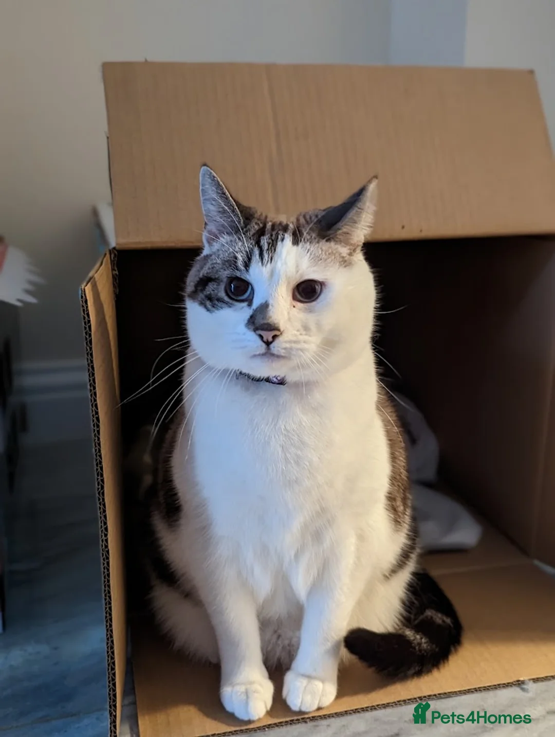 Domestic Shorthair cats for sale: Bella, Edward & Klaus in Sittingbourne - Advert 7