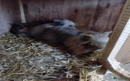 Lionhead rabbits for sale: Pure bred double main Lionhead Rabbits  - Image 2