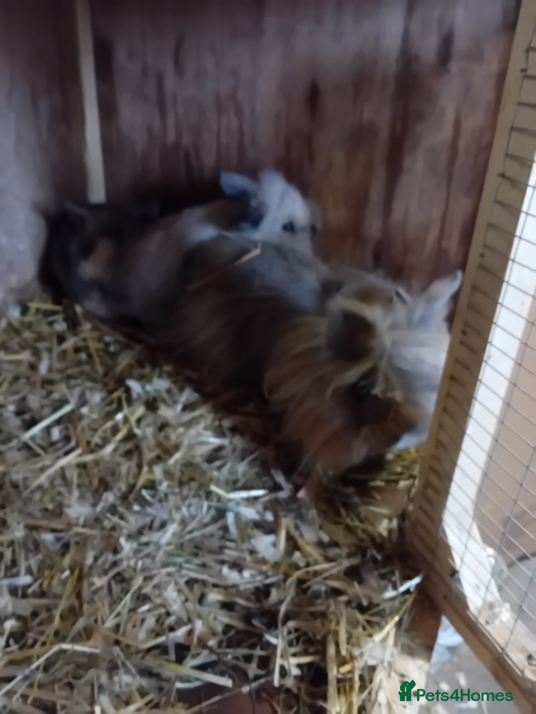 Lionhead rabbits for sale: Pure bred double main Lionhead Rabbits  - Image 2