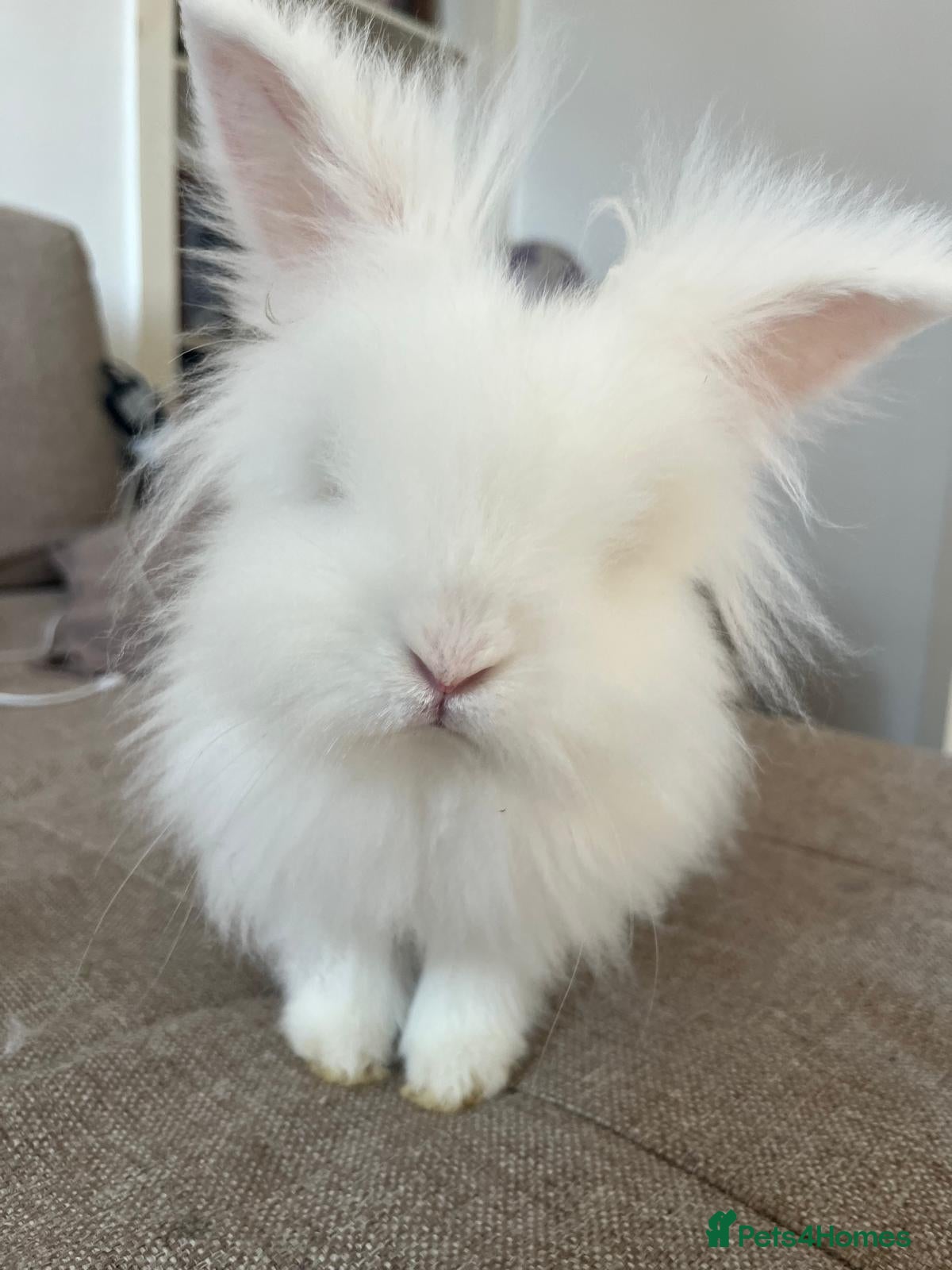 Lionhead rabbits White lionhead - Advert 11