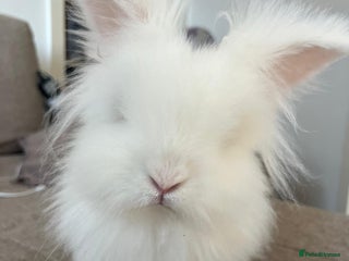 Lionhead rabbits White lionhead - Advert 1