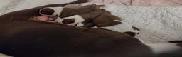 Boston Terrier dogs for sale: Beautiful Bostons 🌸 - Advert 9
