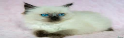 Ragdoll cats for sale: Stunning Ragdolls Ready Now. - Advert 4