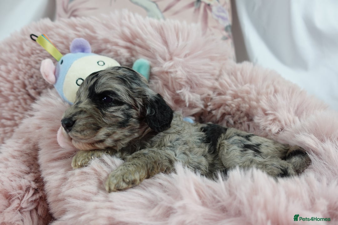 Sheepadoodle dogs for sale: Mini Sheepadoodle the wait is over!  - Image 10