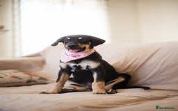 Mixed Breed dogs for adoption: Sweet Stella - Image 3