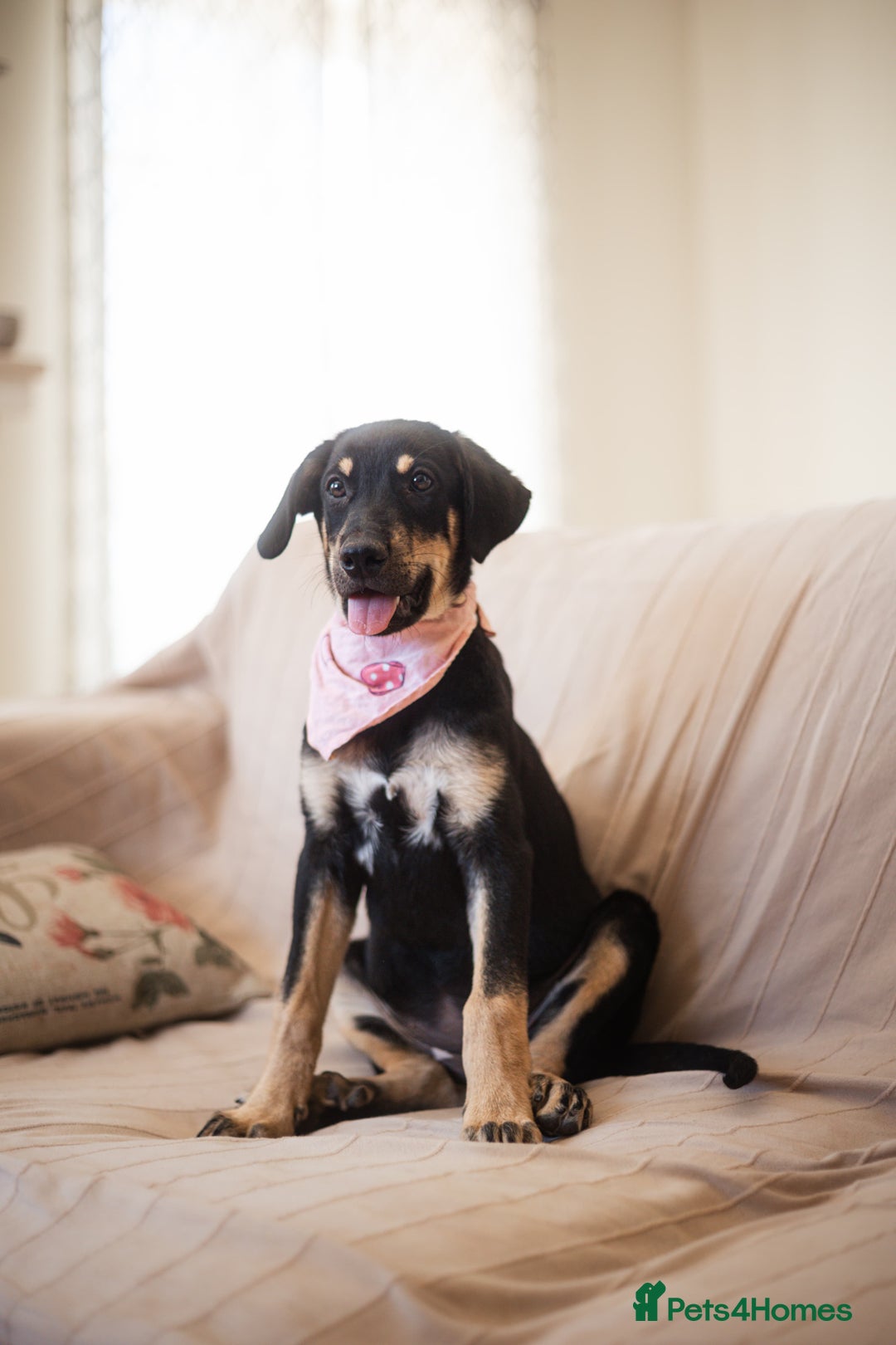 Mixed Breed dogs for adoption: Sweet Stella - Image 3