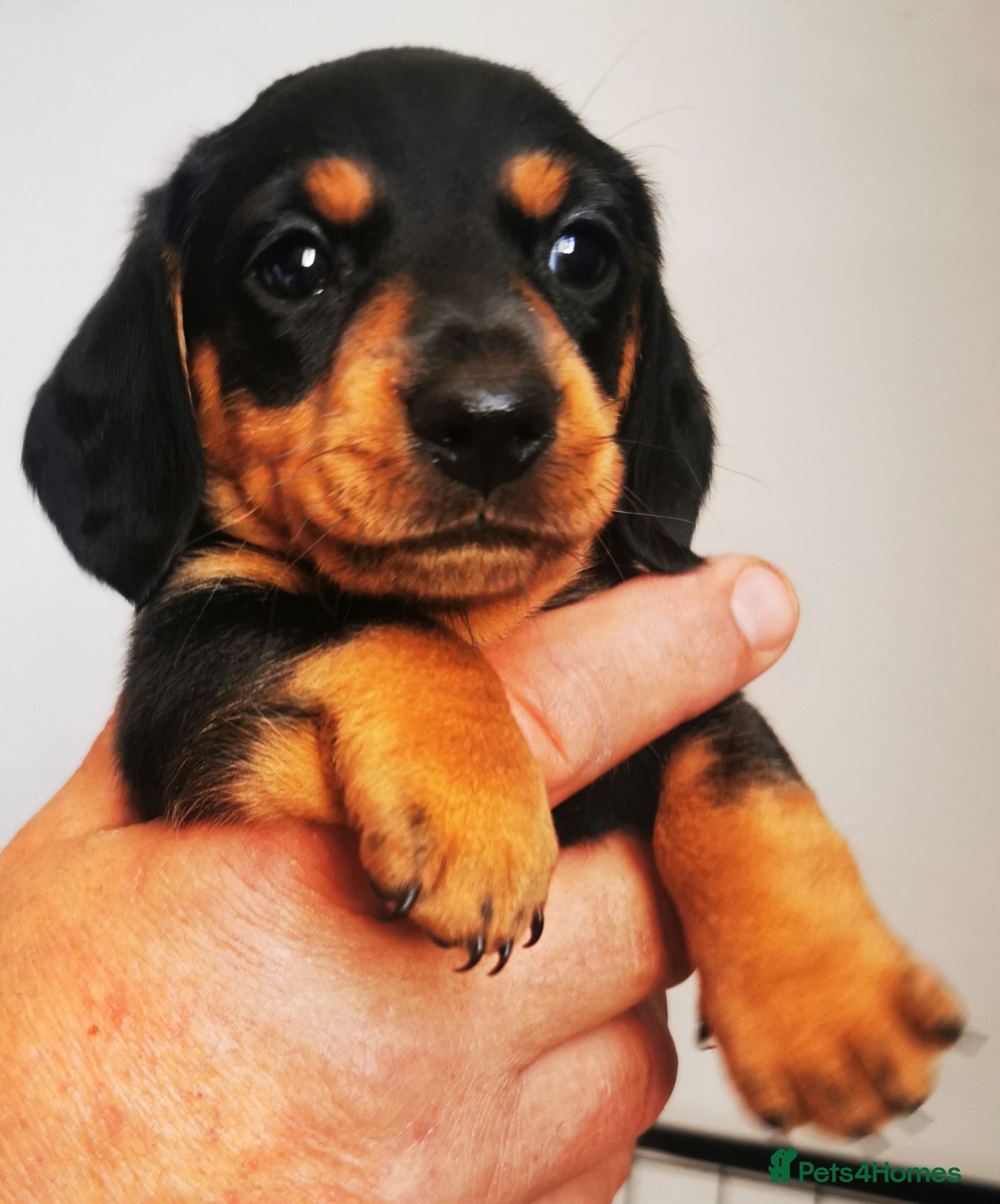 Miniature Dachshund dogs KC Stunning litter of girls 💗 - Advert 1