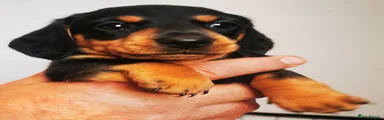 Miniature Dachshund 2