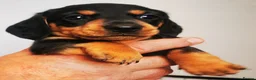 Miniature Dachshund dogs for sale: KC Stunning litter of girls 💗 - Advert 6