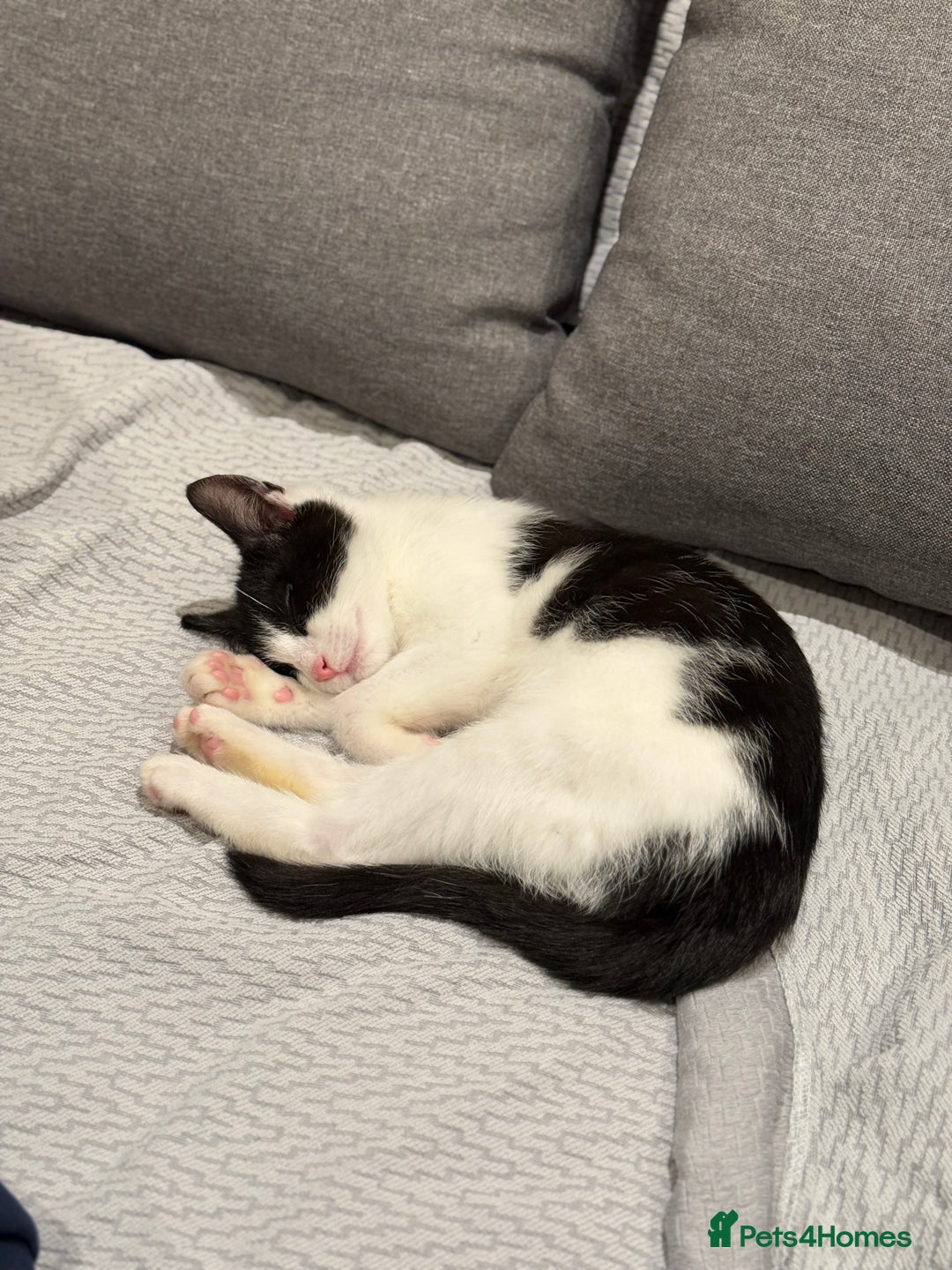 Domestic Shorthair cats for sale: Lovely Tuxedo Cat - Advert 7