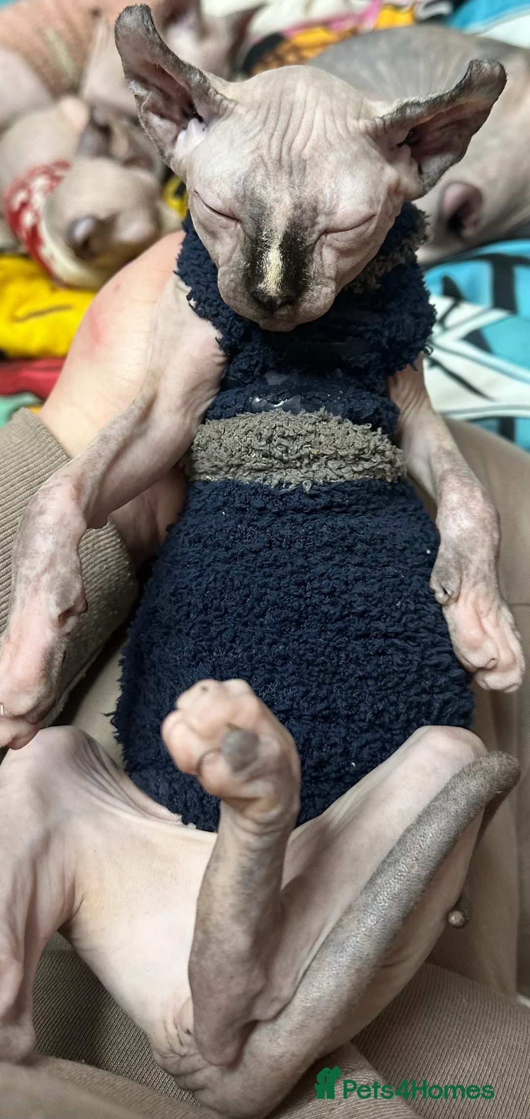 Sphynx cats for sale: LOVING SPHYNX KITTENS READY TO GO🤍 - Advert 34